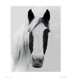 Nordic Horse I Art Print Ian Winstanley 40x50cm