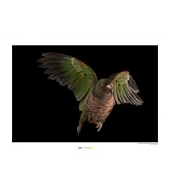 Parrot Art Print National Geographic 50x70cm