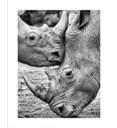 Rhinos Art Print