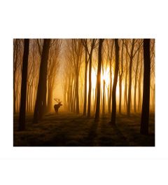 Deer In A Forest Art Print