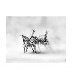 Running Zebras Art Print