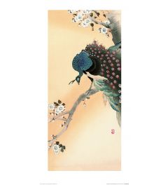 Ohara Koson Peacock on a Cherry Blossom Tree Art Print 30x60cm