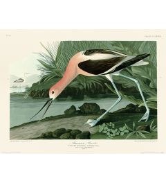 John James Audubon American Avocet Art Print 30x40cm