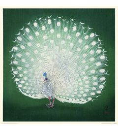 Ohara Koson Peacock Art Print 40x40cm