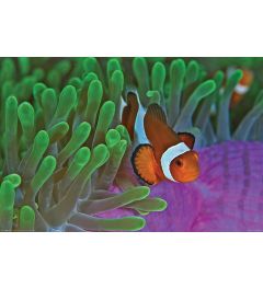 Clownfish and Anemones