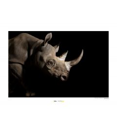 Rhinoceros Art Print National Geographic 50x70cm