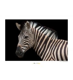 Zebra Art Print National Geographic 50x70cm