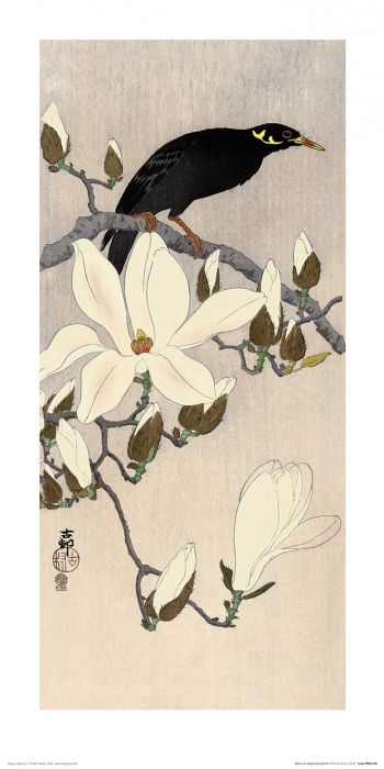 Ohara Koson Myna on Magnolia Branch Art Print 30x60cm
